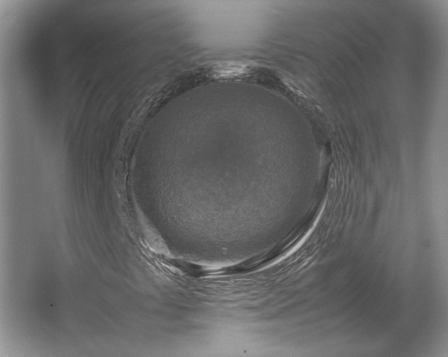 X0000064771441200602101237