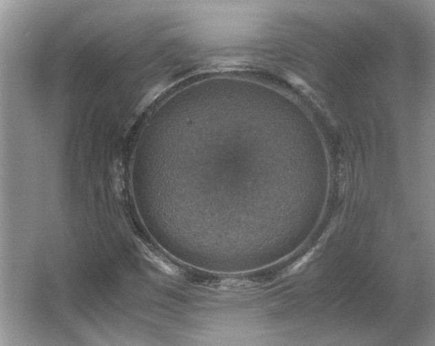 X0000064771449200602101237