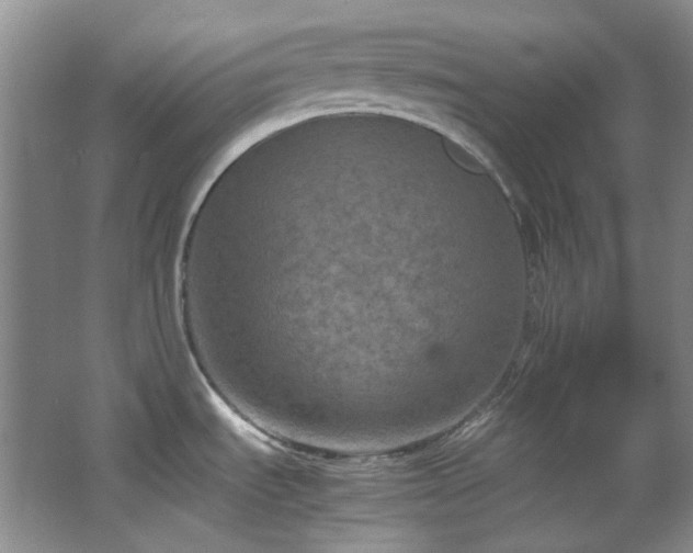 X0000064771535200602101236