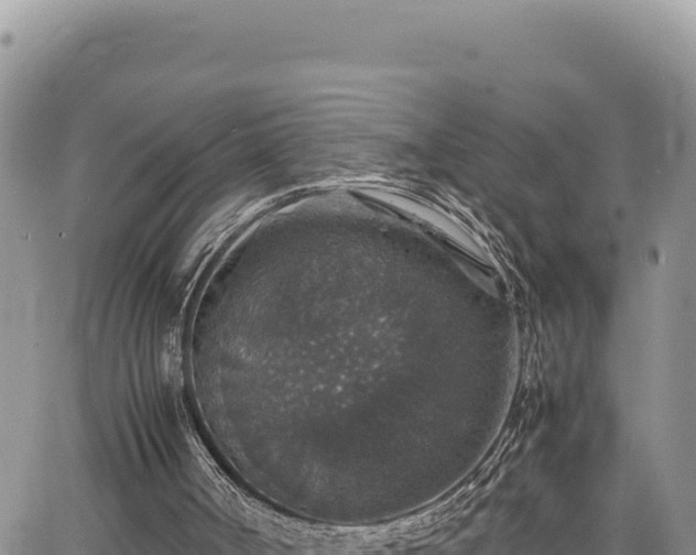 X0000064770002200602131328