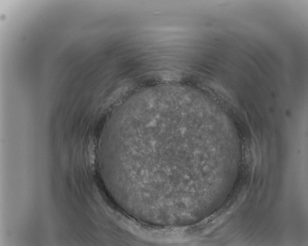 X0000064770032200602131328