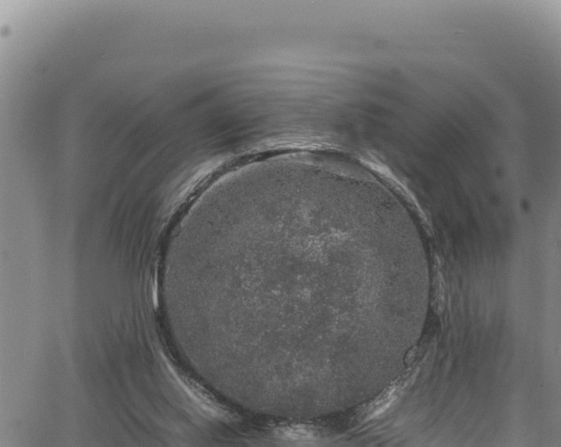 X0000064770062200602131327