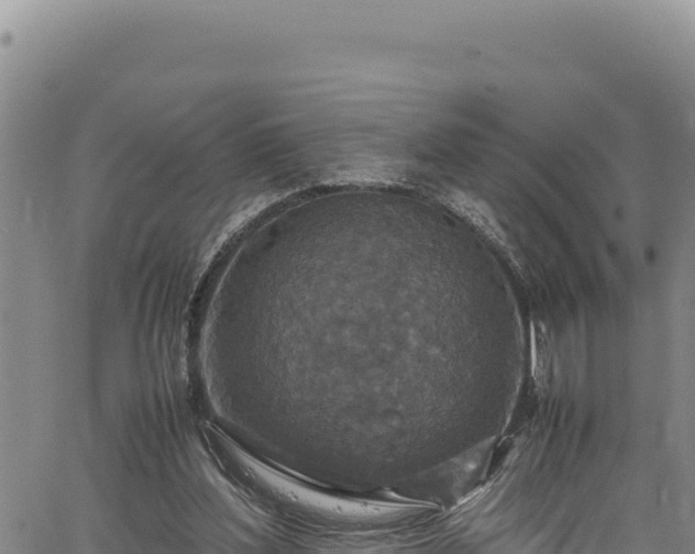 X0000064770204200602131325