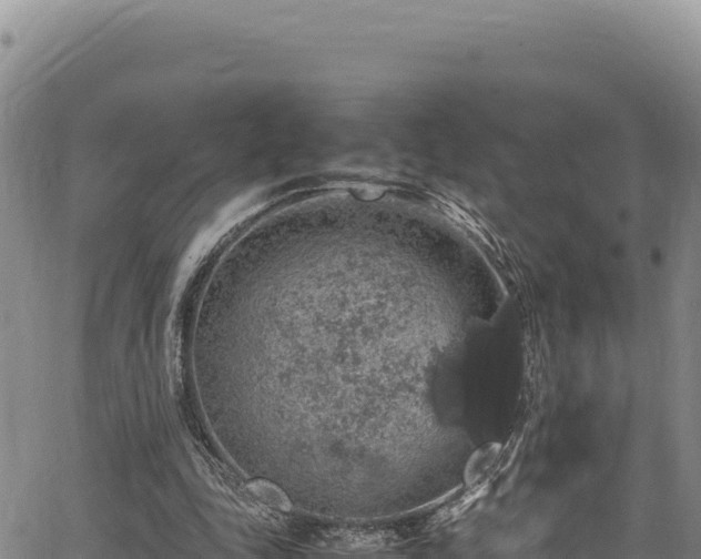 X0000064770343200602131322