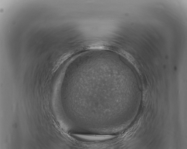 X0000064770385200602131322