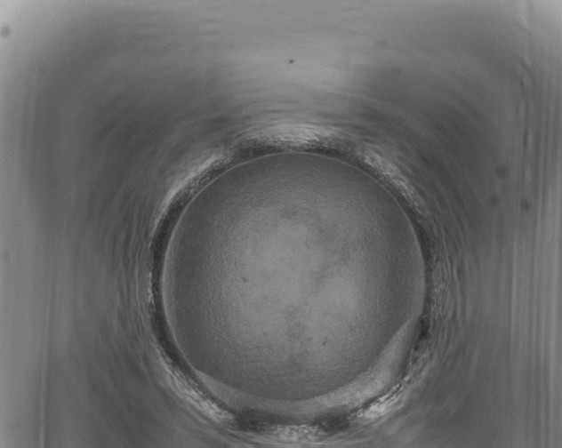 X0000064770399200602131322