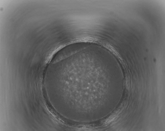 X0000064770434200602131320