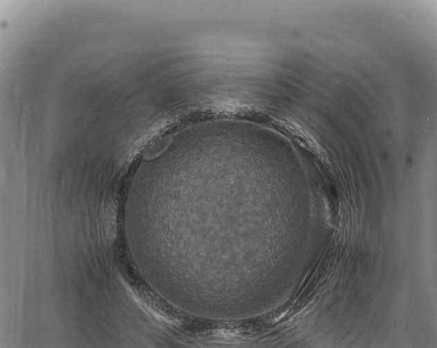 X0000064770496200602131320