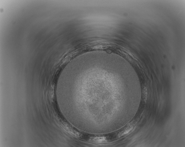 X0000064770554200602131319