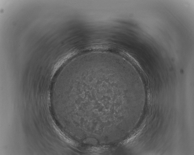 X0000064770725200602131316