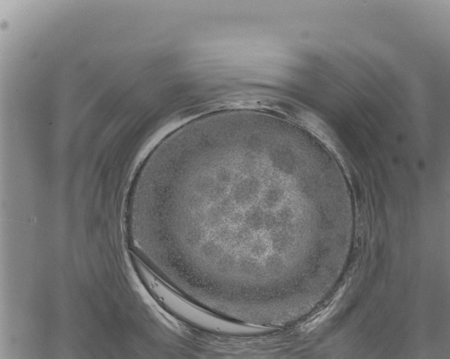 X0000064770803200602131315