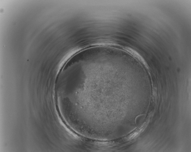 X0000064770855200602131315