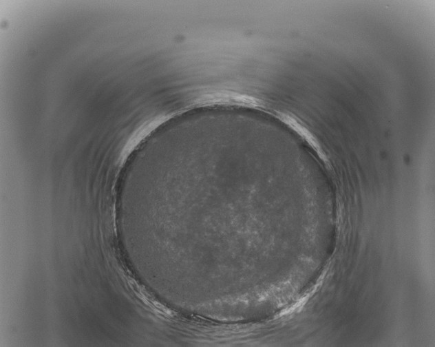 X0000064770877200602131314