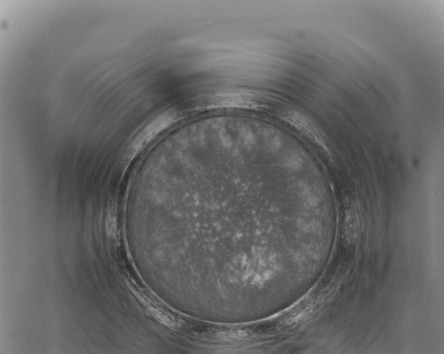 X0000064770882200602131314