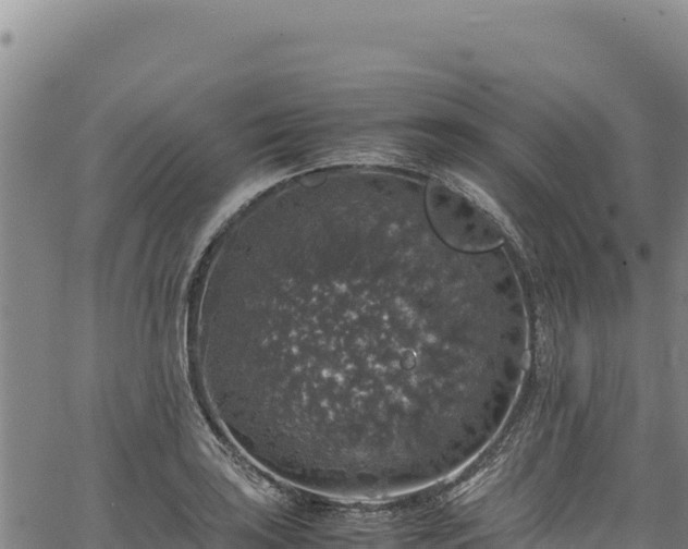 X0000064771035200602131311