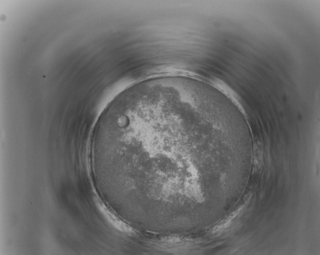 X0000064771098200602131310