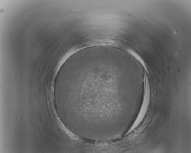 X0000064771099200602131310