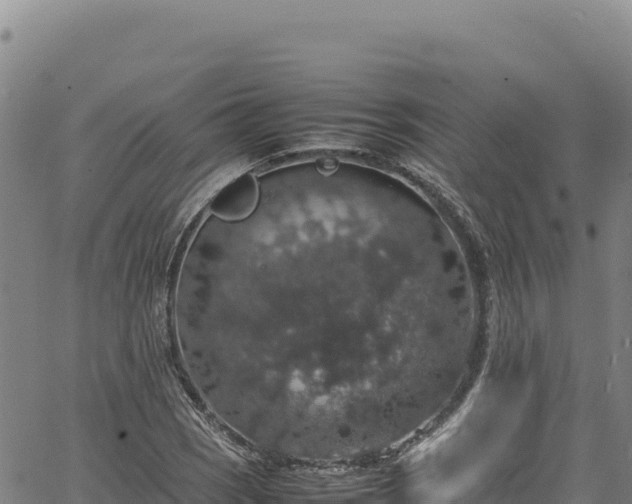 X0000064771121200602131310