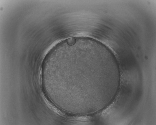 X0000064771126200602131310