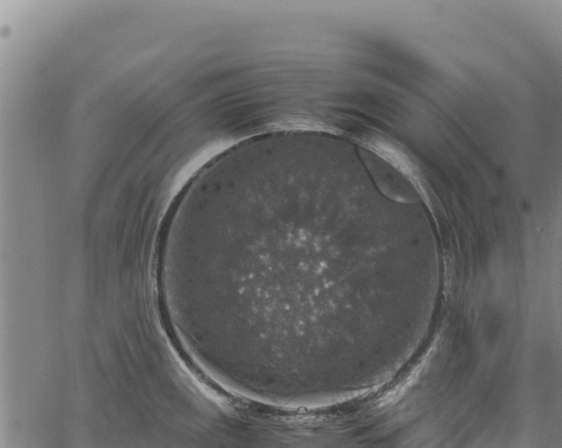 X0000064771141200602131310