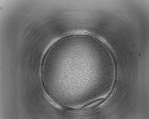 X0000064771232200602131308