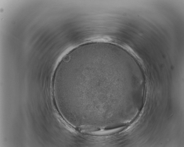 X0000064771240200602131308