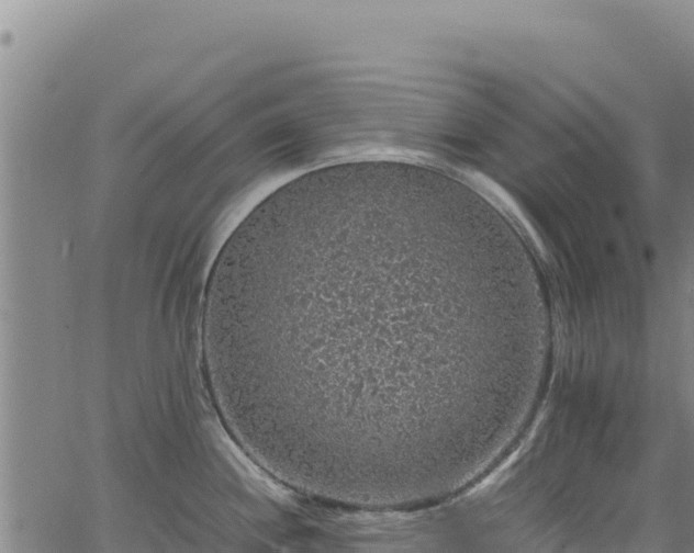 X0000064771244200602131308