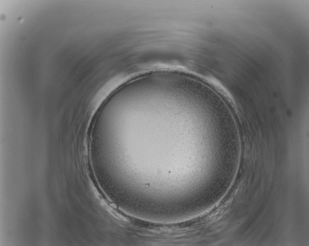 X0000064771287200602131307