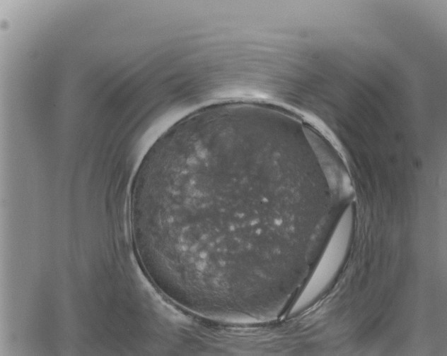 X0000064771295200602131307