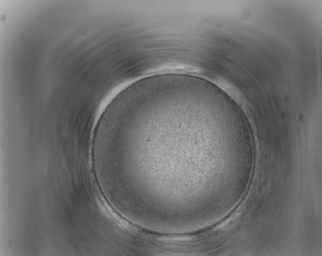 X0000064771296200602131307