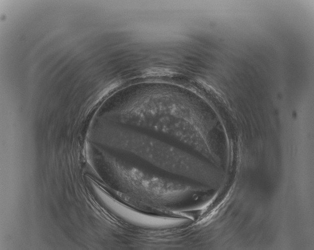 X0000064771401200602131305