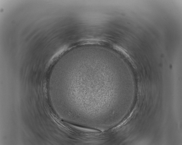 X0000064771403200602131305