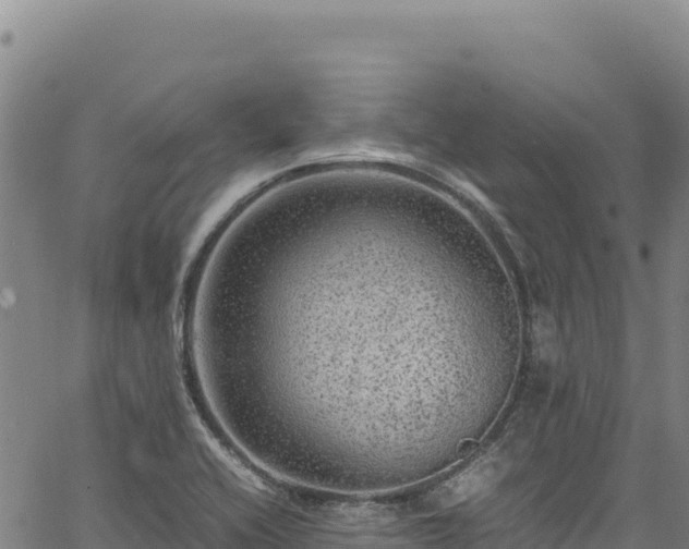 X0000064771416200602131305