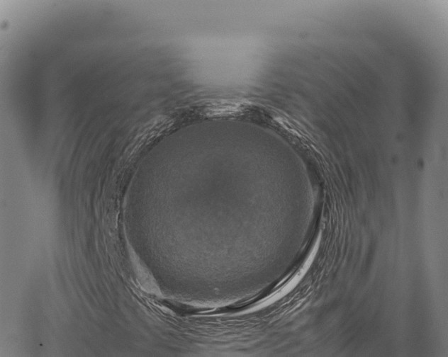 X0000064771441200602131305