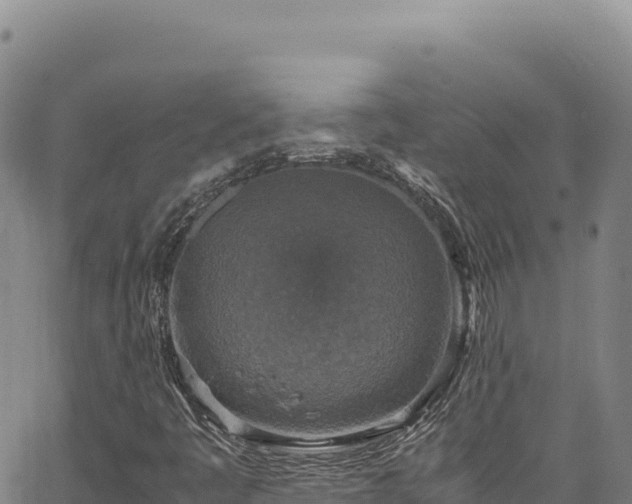 X0000064771445200602131305