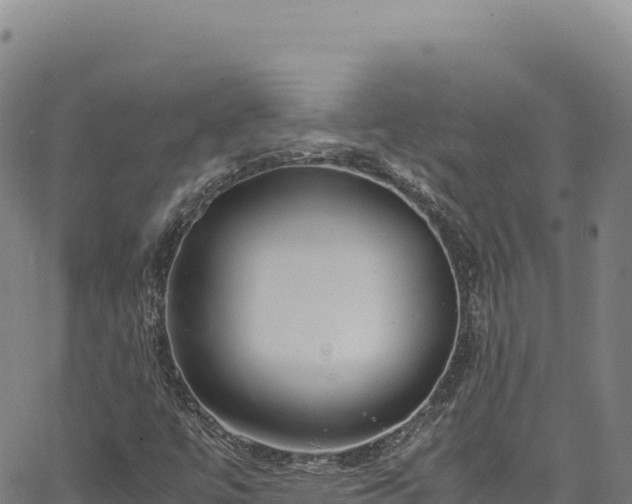 X0000064771447200602131304