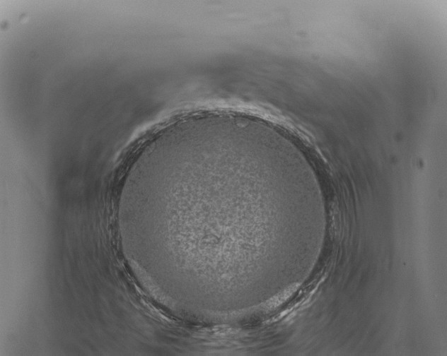 X0000064771494200602131303