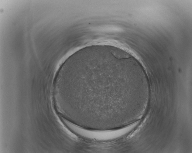 X0000064771525200602131304