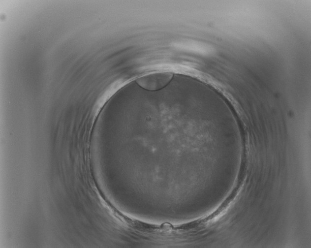 X0000064771529200602131304