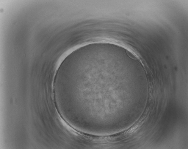 X0000064771535200602131304