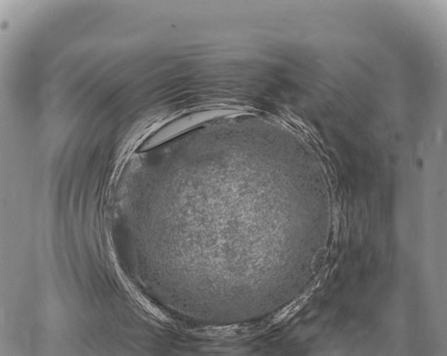 X0000064770049200602171835