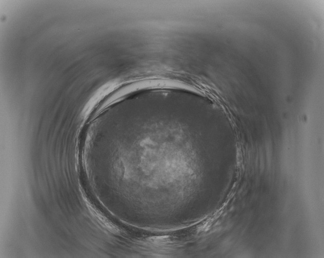 X0000064770054200602171835