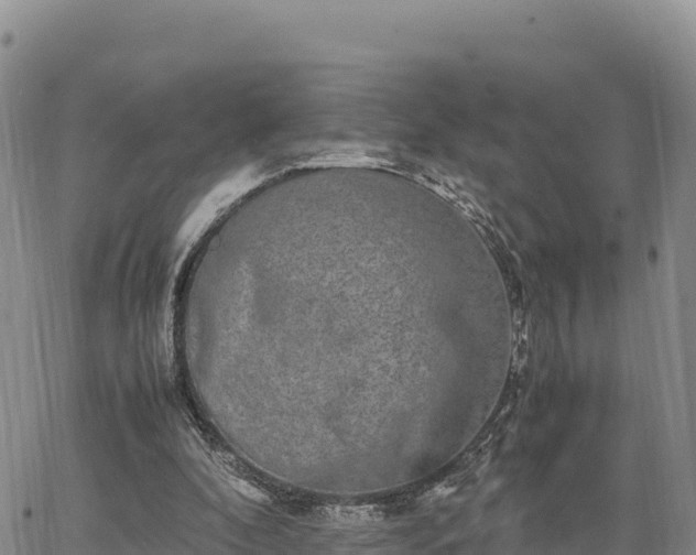 X0000064770296200602171831