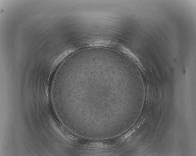 X0000064770298200602171831