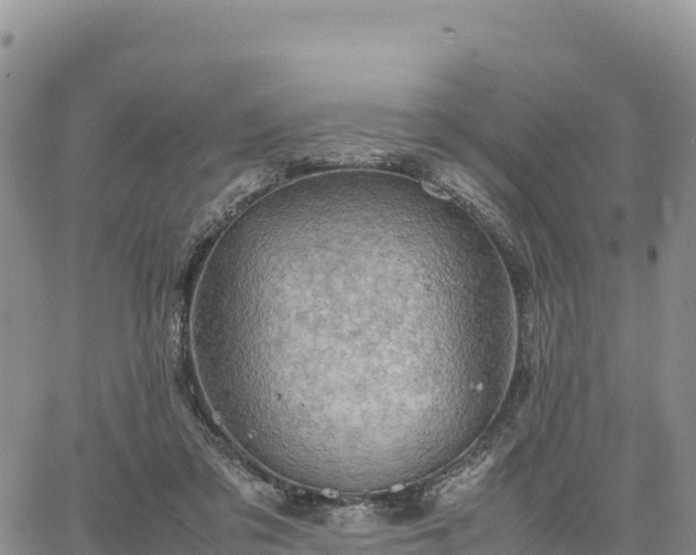 X0000064770309200602171831