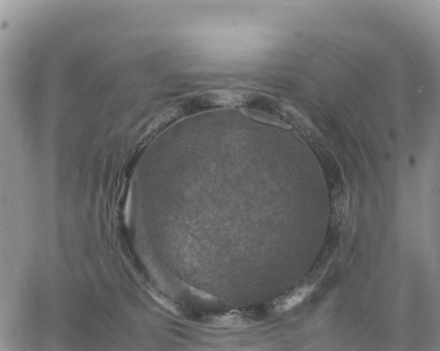 X0000064770325200602171831