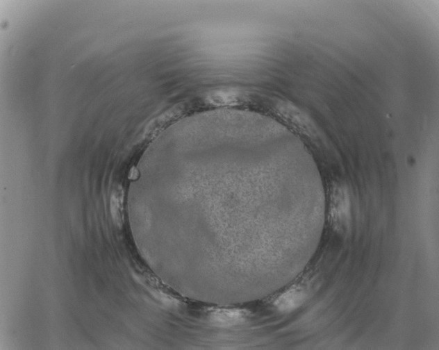 X0000064770332200602171831