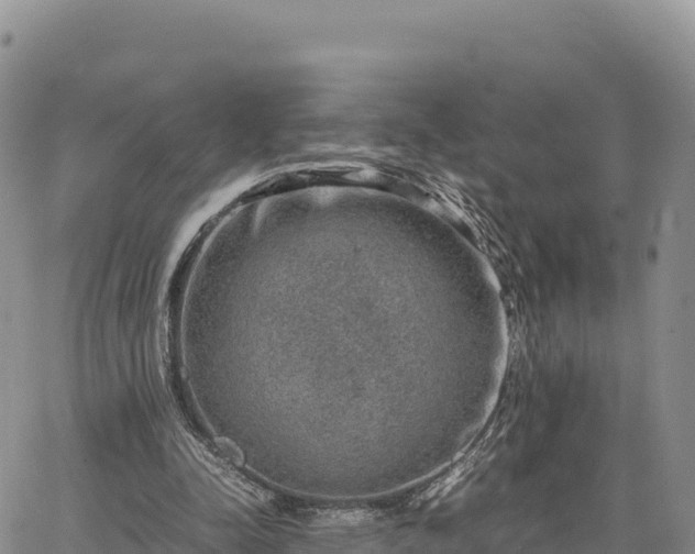 X0000064770342200602171830