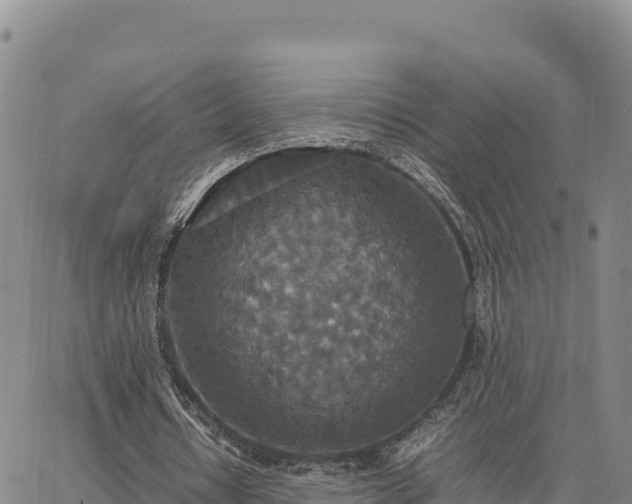 X0000064770434200602171828