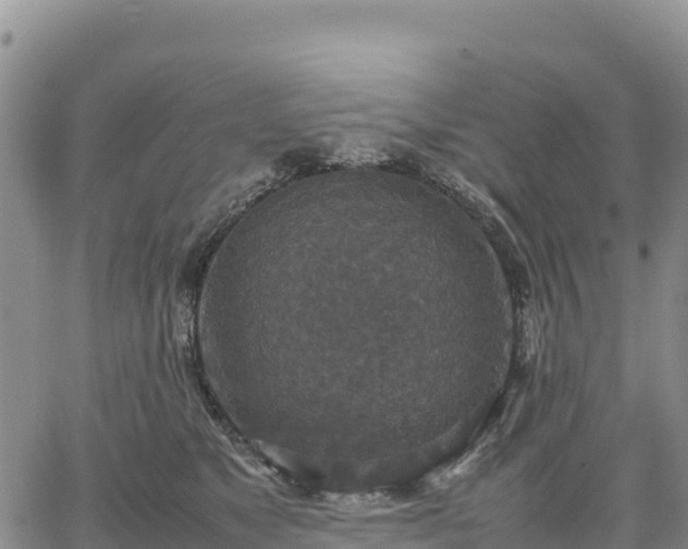 X0000064770517200602171828